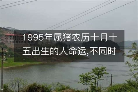 1995属|1995年阳历农历出生的人命运